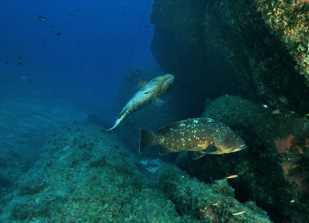 Maschi territoriali Epinephelus marginatus